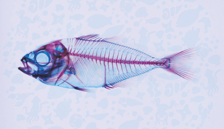 魚(オオクチバス)の透明標本インテリア小物